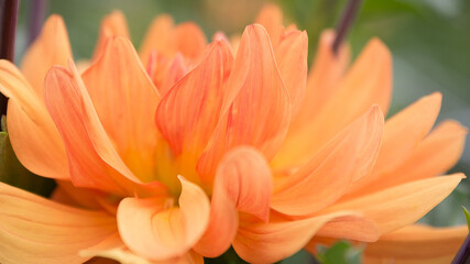 Summer dahlia in the Blue Ridge Mountains of Virginia