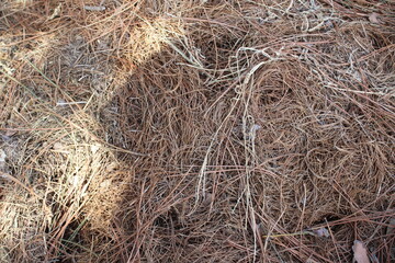 hay bale in the field