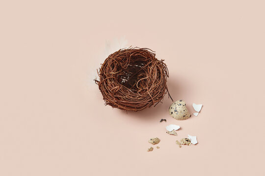 Top view of eggshell lying near empty bird nest