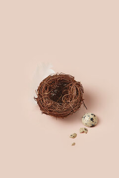 Empty bird nest with feather and eggshell