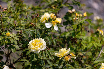 old fashioned yellow rose bush growing