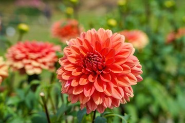 光を浴びて輝く満開のオレンジのダリア