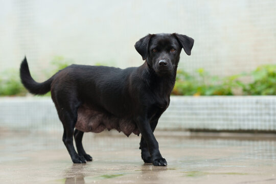 black lactating pet dog