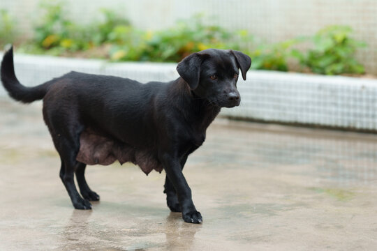 black lactating pet dog