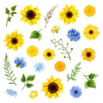 Set of blue and yellow sunflowers, dandelion flowers, cornflowers, gerbera flowers, and green leaves isolated on a white background