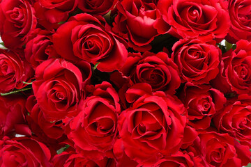 Red roses background