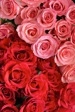 Pink and red roses bouquet background