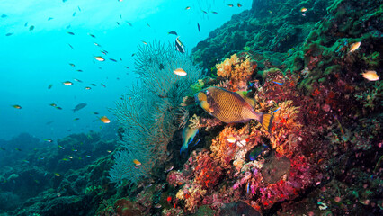 Naklejka na ściany i meble Titan trigger fish eating at coral reef
