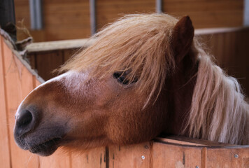 Closeup cute little pony