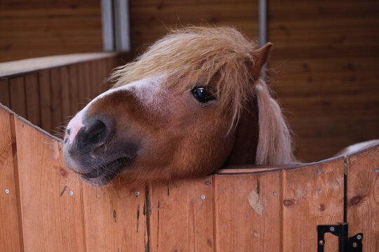 Closeup cute little pony