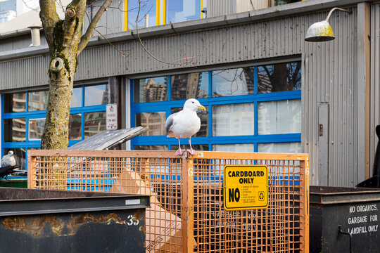 A seagull standing on a card board container