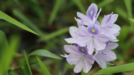 Aquatic grass flower, beautiful wild purple flower.