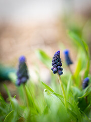 Grape Hyacinths