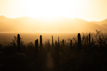 Silhouetted Saguaro Cactus Stand Tall At Sunset