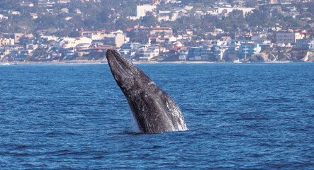 Obraz premium Gray whale breaching, whale in the ocean, Gray whale breaching , Laguna Beach, California