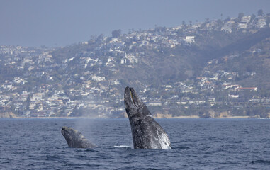 Double breach Grays, Gray whales breaching, Laguna Beach, California