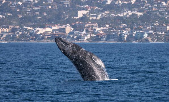 whale in the ocean, Gray whale breach, Laguna Beach, California