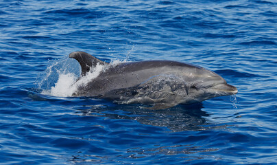 Bottlenose Dolphin