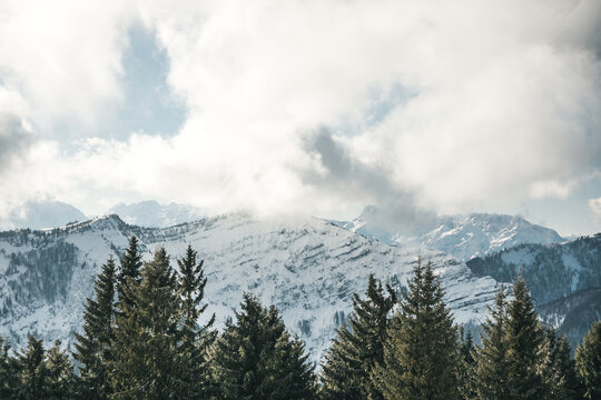 trees and mountains