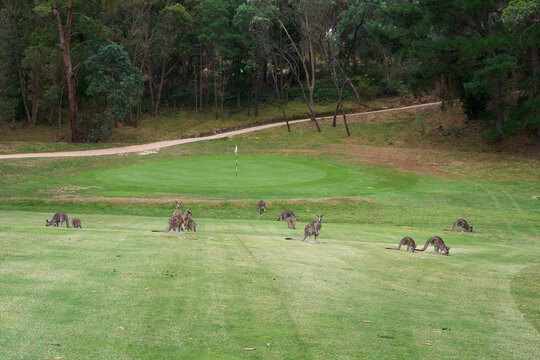 A mob of kangaroos on golf course in Australia