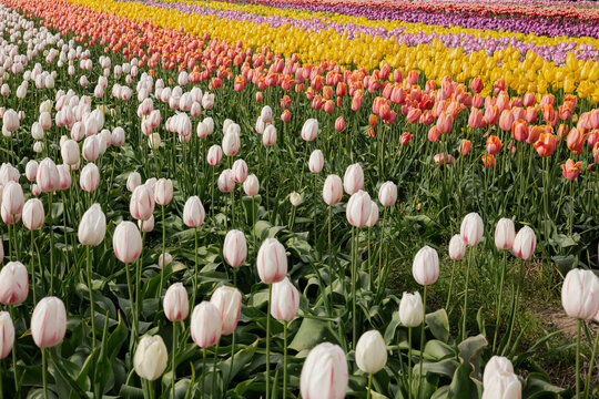 Diagonal field of  white and yellow tulips