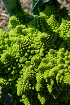 Texture of romanesco broccoli 