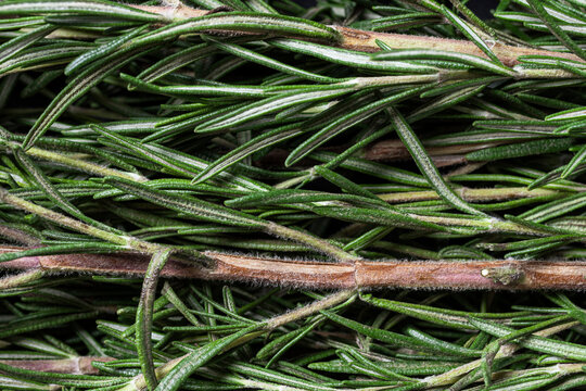 close up of rosemary leaves with stem 