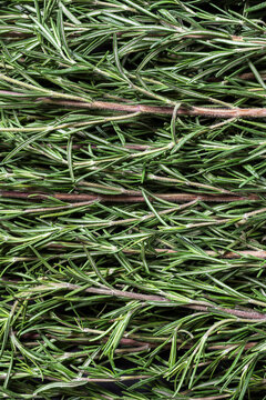 closeup of rosemary leaves in vertical format