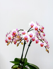 Phalaenopsis orchid flower, butterfly orchid, it is also called alevilla orchid and mouth orchid
