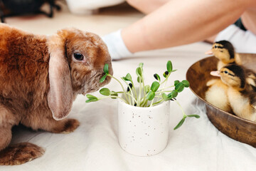 Cute domestic animals.