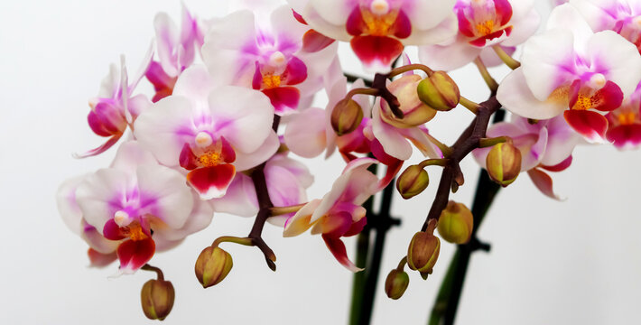 Phalaenopsis orchid flower, butterfly orchid, it is also called alevilla orchid and mouth orchid

