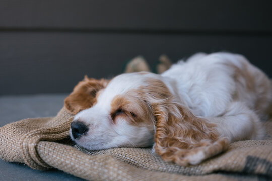 Sleeping Cocker Spaniel Puppy