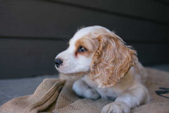 Sleeping Cocker Spaniel Puppy
