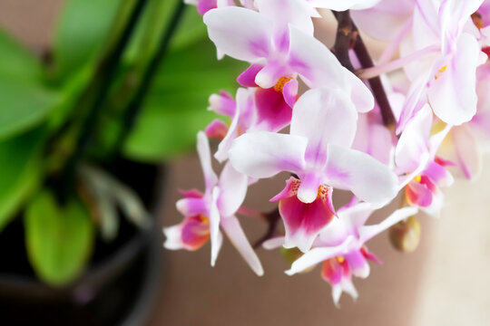 Phalaenopsis orchid flower, butterfly orchid, it is also called alevilla orchid and mouth orchid
