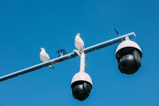seagulls standing on the surveillance cameras
