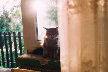 A cat yawns in windows
