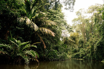 Calm river in tropical rainforest