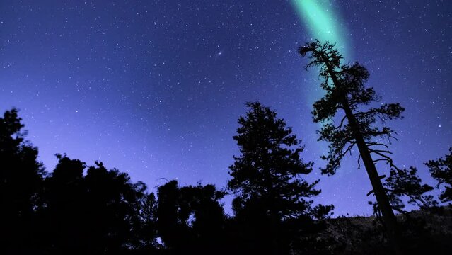 Aurora Borealis Green and Milky Way Galaxy Loop Winter Forest Purple Sky Northern Lights