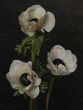 Exotic White Flowers On Black Background