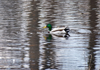 duck on the lake