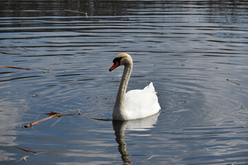 Obraz premium swan on the lake