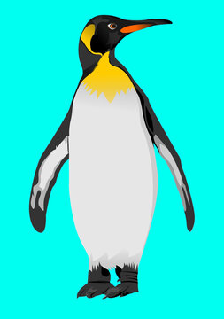 penguin illustrations