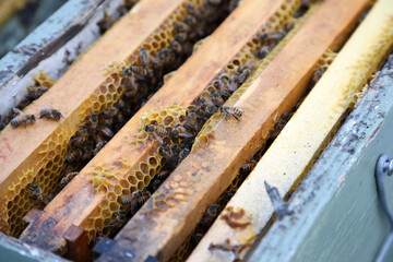 Closeup image of bee hive with honey, bees and frames
