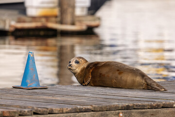 small young seal sitting on dock in summer