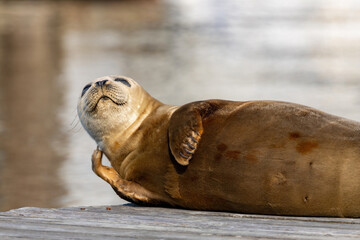 small young seal sitting on dock scratching face