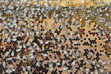 Closeup image of bee hive with honey, bees and frames - Powered by Adobe