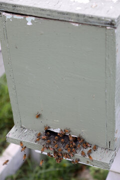 Closeup image of bee hive with honey, bees and frames
