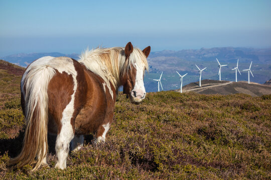 a big pinto horse and wind generators