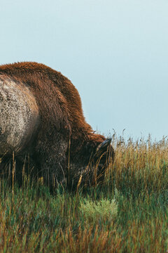 Bison in North Dakota 