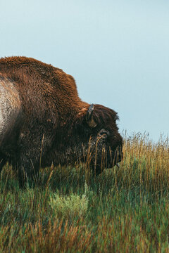 Bison in North Dakota 